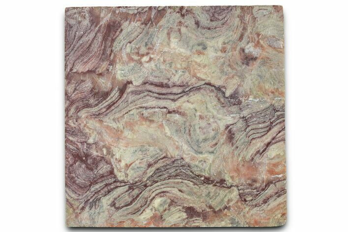 Polished Neoproterozoic Stromatolite (Conophyton) Slab #365842